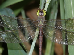 Gynacantha rosenbergi