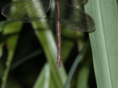 Gynacantha rosenbergi