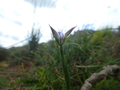 Moraea fergusoniae