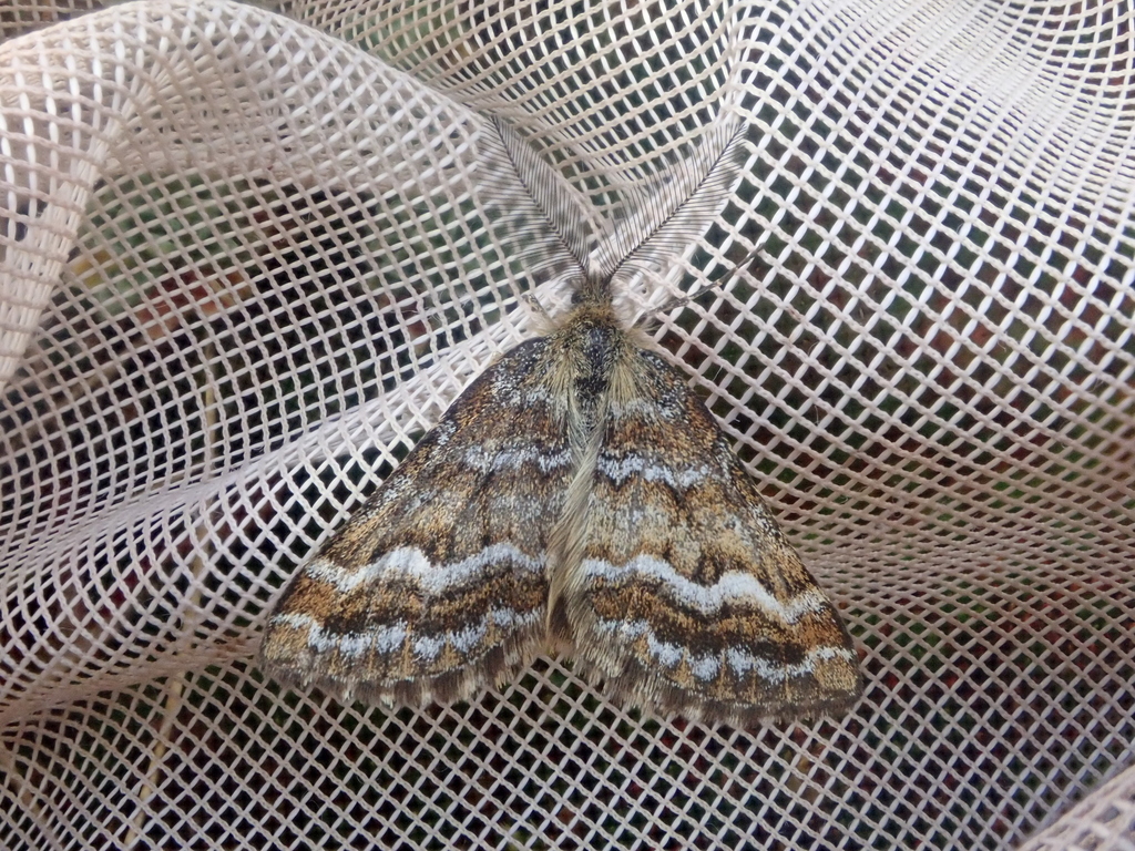 Aponotoreas villosa