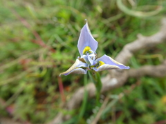 Moraea fergusoniae