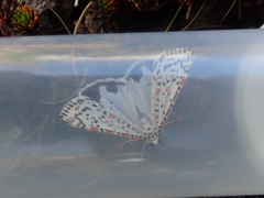 Utetheisa pulchelloides vaga