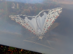 Utetheisa pulchelloides vaga