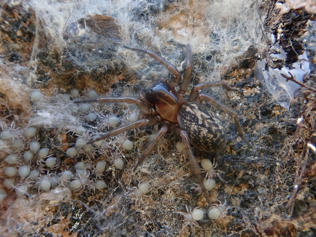 Neoramia komata