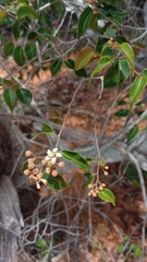 Leptolaena cuspidata