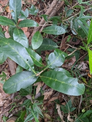 Coelospermum paniculatum