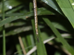 Gynacantha rosenbergi