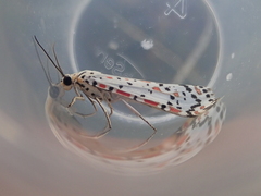 Utetheisa pulchelloides vaga