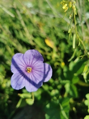 Erodium gruinum