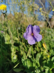 Erodium gruinum