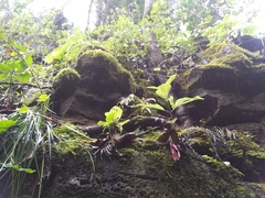 Schiedea membranacea