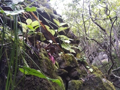 Schiedea membranacea