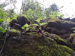 Schiedea membranacea