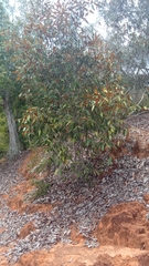 Sarcolaena codonochlamys