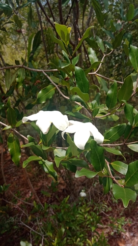 Mascarenhasia arborescens image