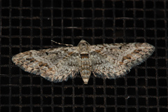 Eupithecia rotundopuncta