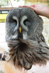 Strix