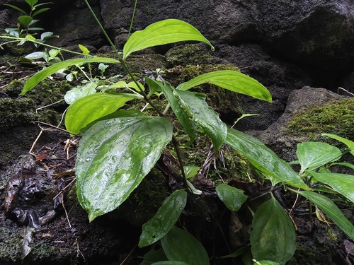 Schiedea membranacea