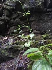 Schiedea membranacea