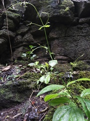 Schiedea membranacea