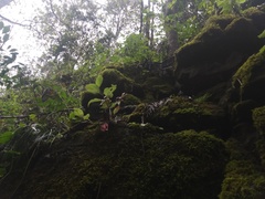 Schiedea membranacea