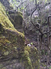 Schiedea membranacea