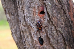 Phrynomantis bifasciatus