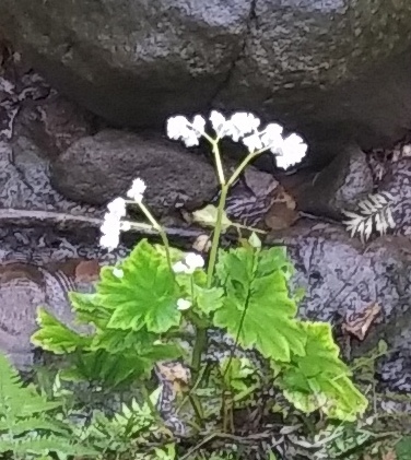 Hillebrandia sandwicensis, photograph 2