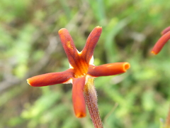 Jamesbrittenia atropurpurea