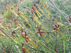 Jamesbrittenia atropurpurea