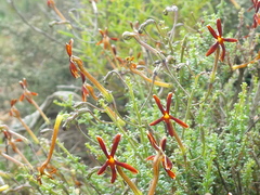 Jamesbrittenia atropurpurea