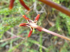Jamesbrittenia atropurpurea
