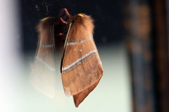 Cerodirphia rubripes