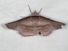 Oenochroma vetustaria