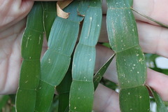 Muehlenbeckia platyclada