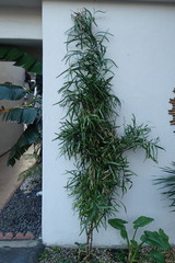 Muehlenbeckia platyclada