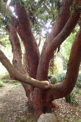 Arbutus × andrachnoides