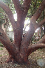 Arbutus × andrachnoides