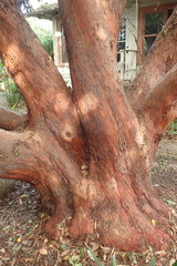 Arbutus × andrachnoides