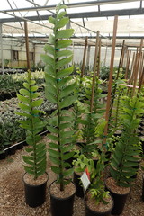 Epiphyllum chrysocardium