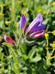 Echium judaeum