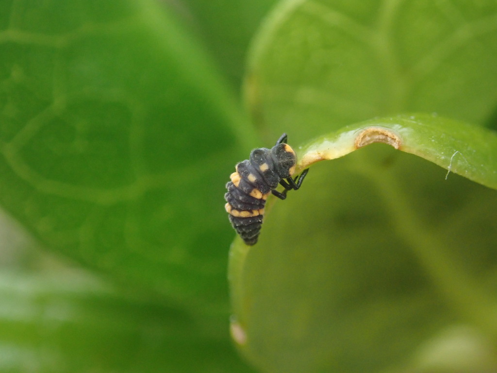 Orange-spotted Ladybird Beetle