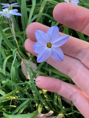 Ipheion uniflorum