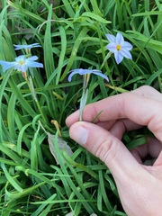 Ipheion uniflorum