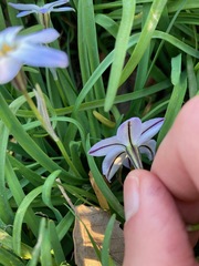 Ipheion uniflorum