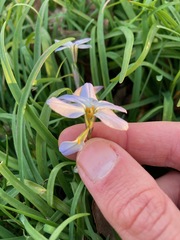 Ipheion uniflorum