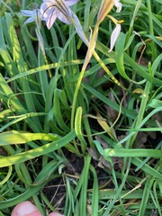 Ipheion uniflorum