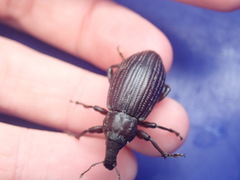 Lyperobius huttoni