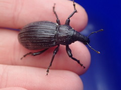 Lyperobius huttoni