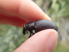 Lyperobius huttoni